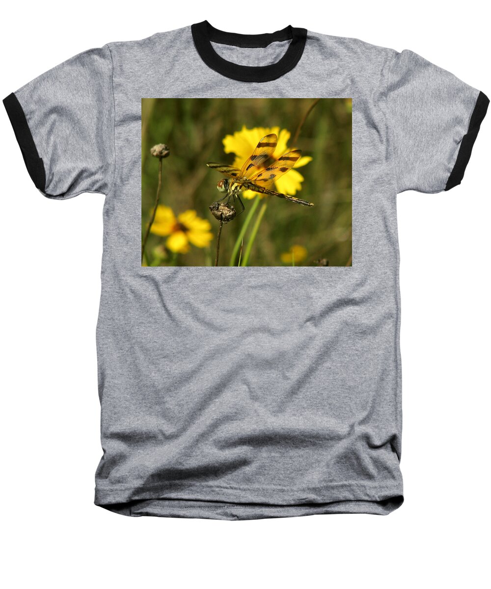 Nature Baseball T-Shirt featuring the photograph Halloween Pennant by Peggy Urban
