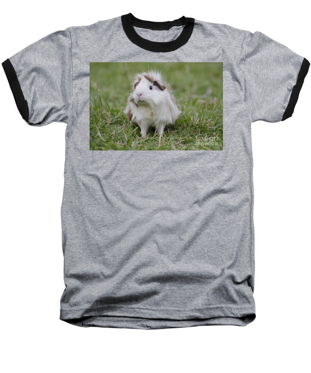 Guinea Pig Baseball T-Shirt featuring the photograph Have you seen my hairspray? by Jim And Emily Bush