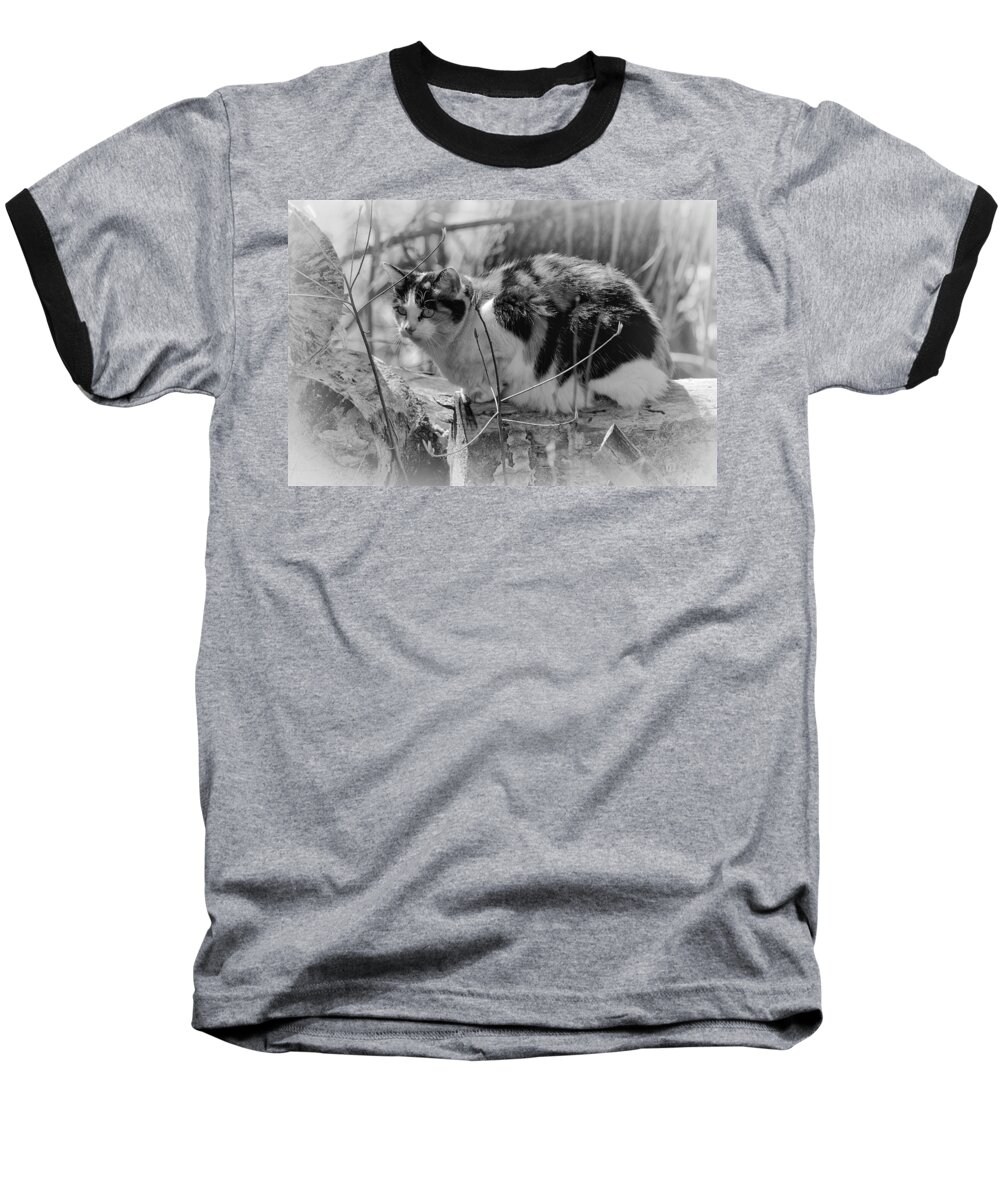 Cat Baseball T-Shirt featuring the photograph Hiding by Eunice Gibb
