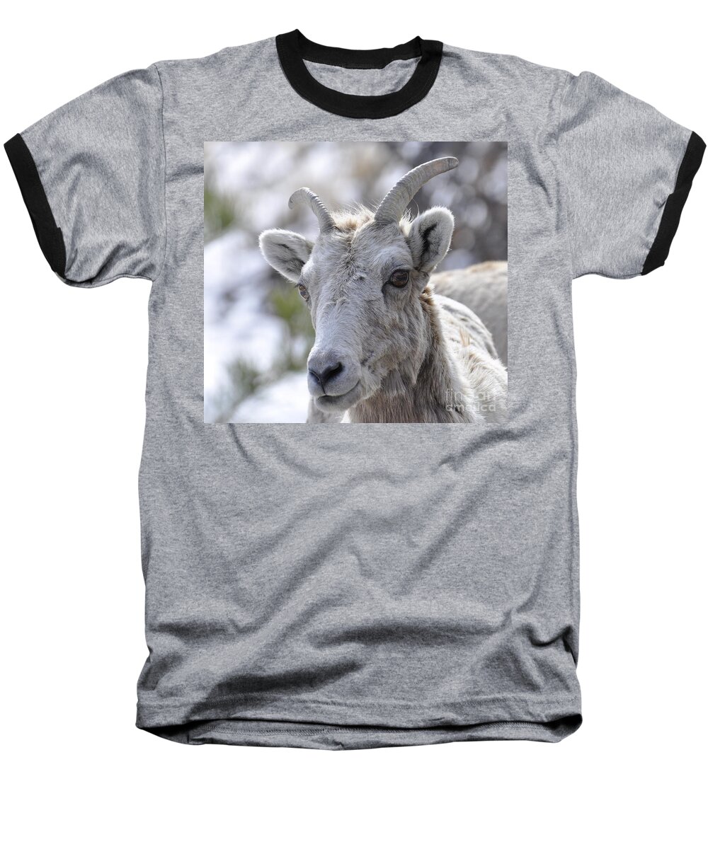 Mountain Sheep Baseball T-Shirt featuring the photograph How Close Is Too Close by Dorrene BrownButterfield