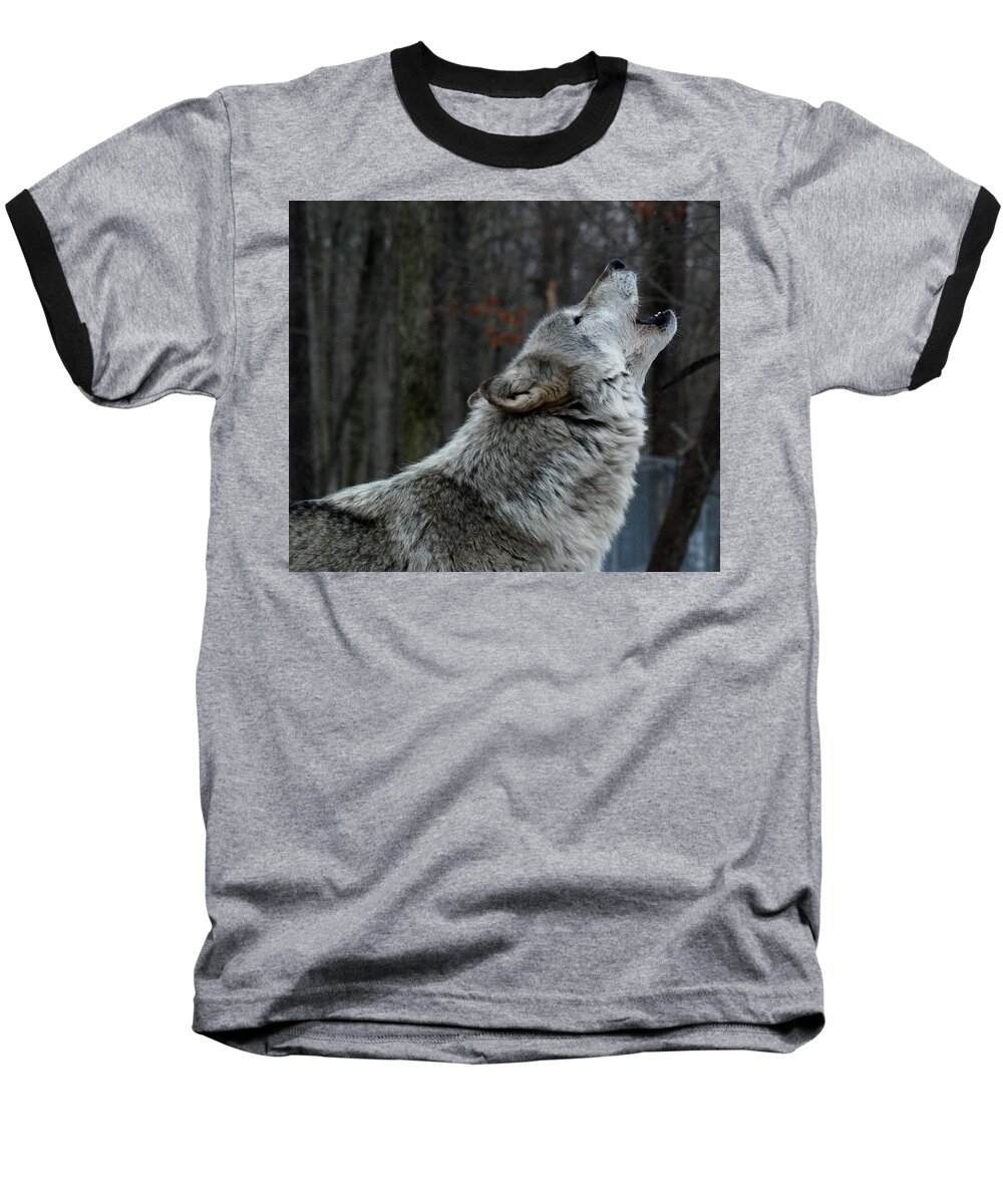 Lakota Baseball T-Shirt featuring the photograph Howling Tundra Wolf by Richard Bryce and Family