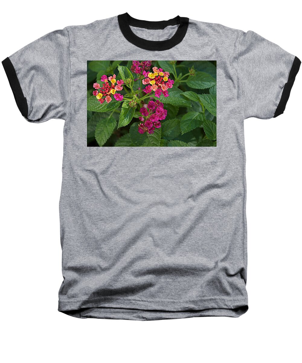 Flower Baseball T-Shirt featuring the photograph Lantana by Joseph Yarbrough