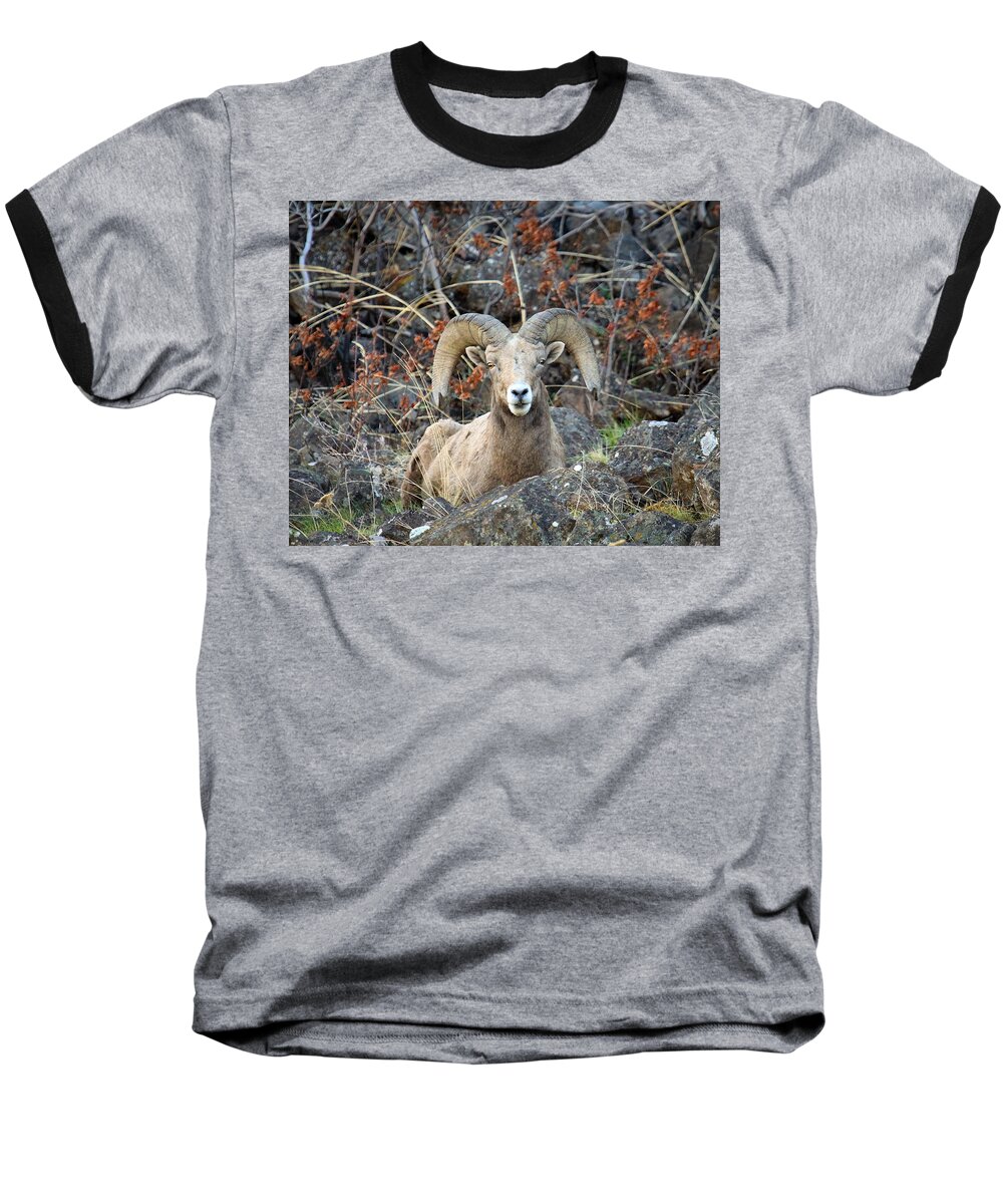 Bighorn Sheep Baseball T-Shirt featuring the photograph Laying in the Brush by Steve McKinzie
