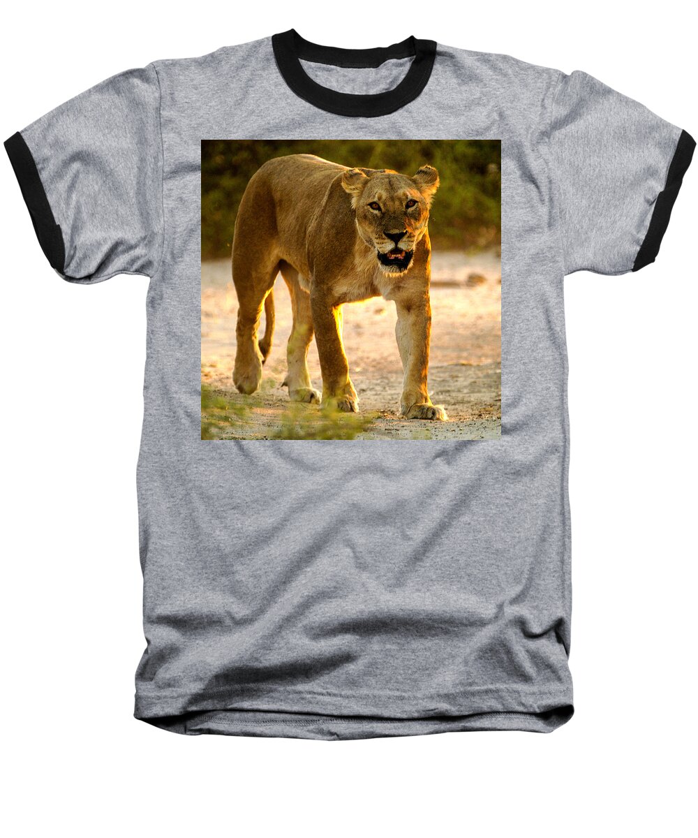 Action Baseball T-Shirt featuring the photograph Lioness by Alistair Lyne