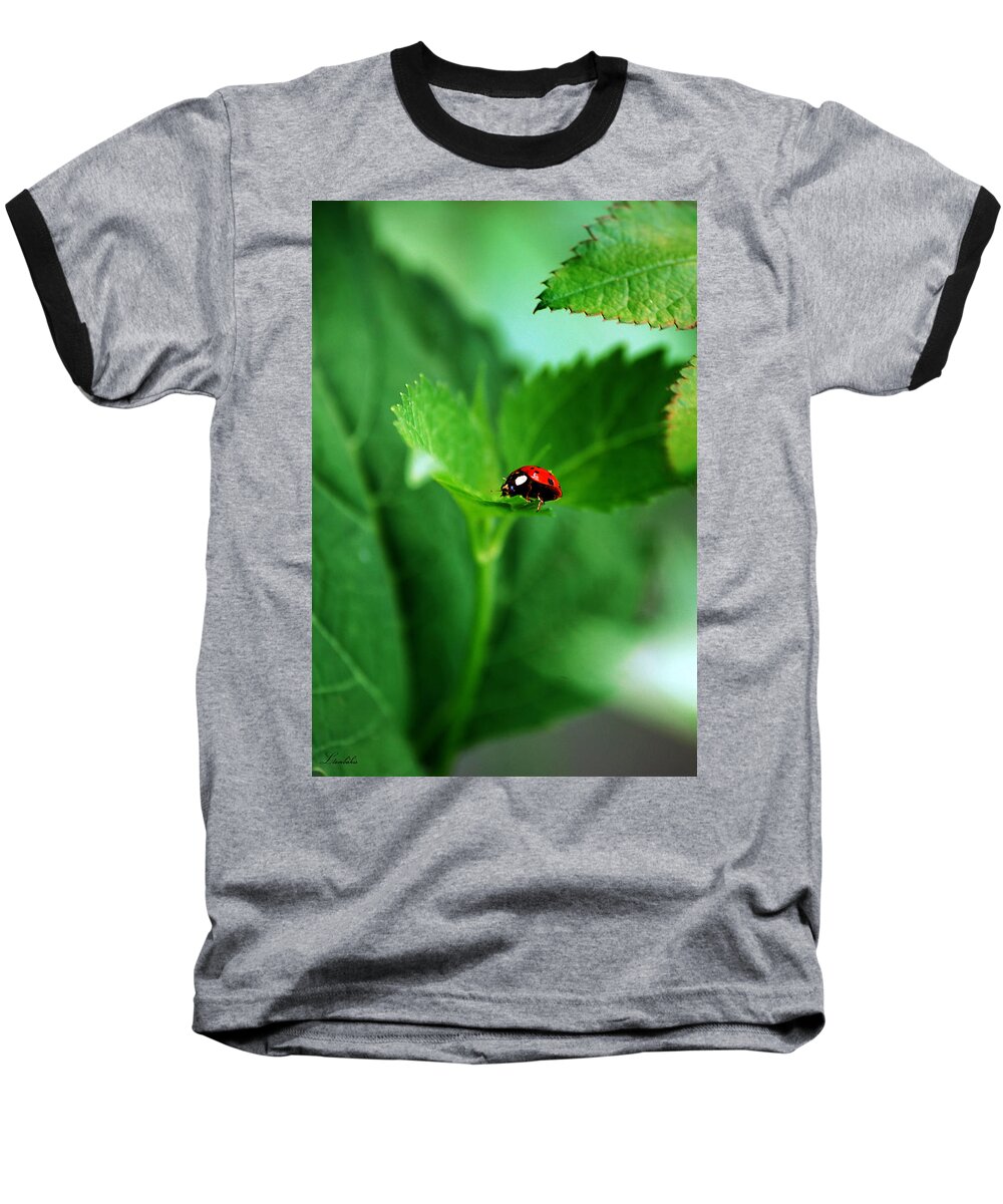 Ladybug Baseball T-Shirt featuring the photograph Little Red Lady by Lori Tambakis