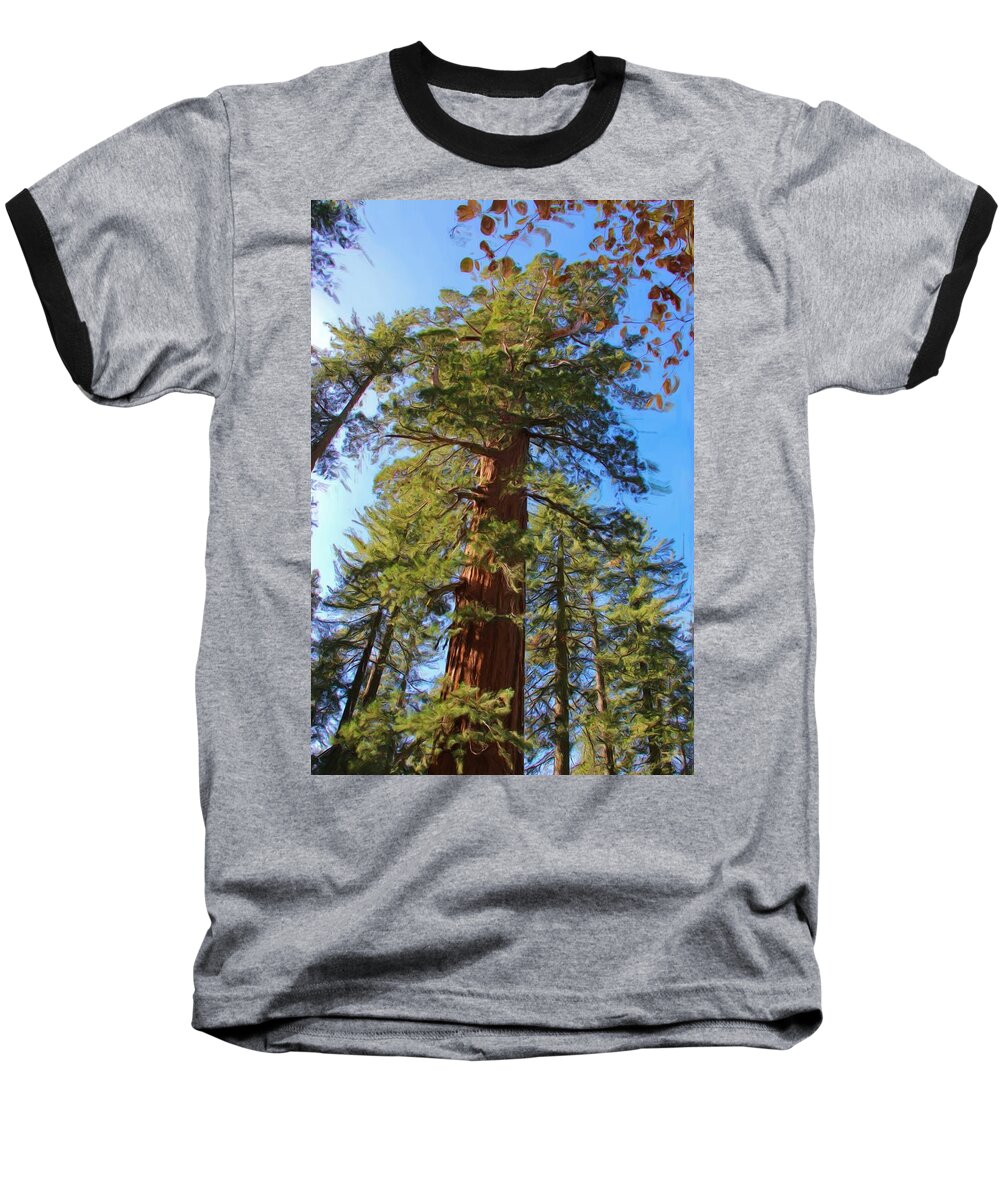 Sequoia Tree Baseball T-Shirt featuring the photograph Looking Up by Heidi Smith