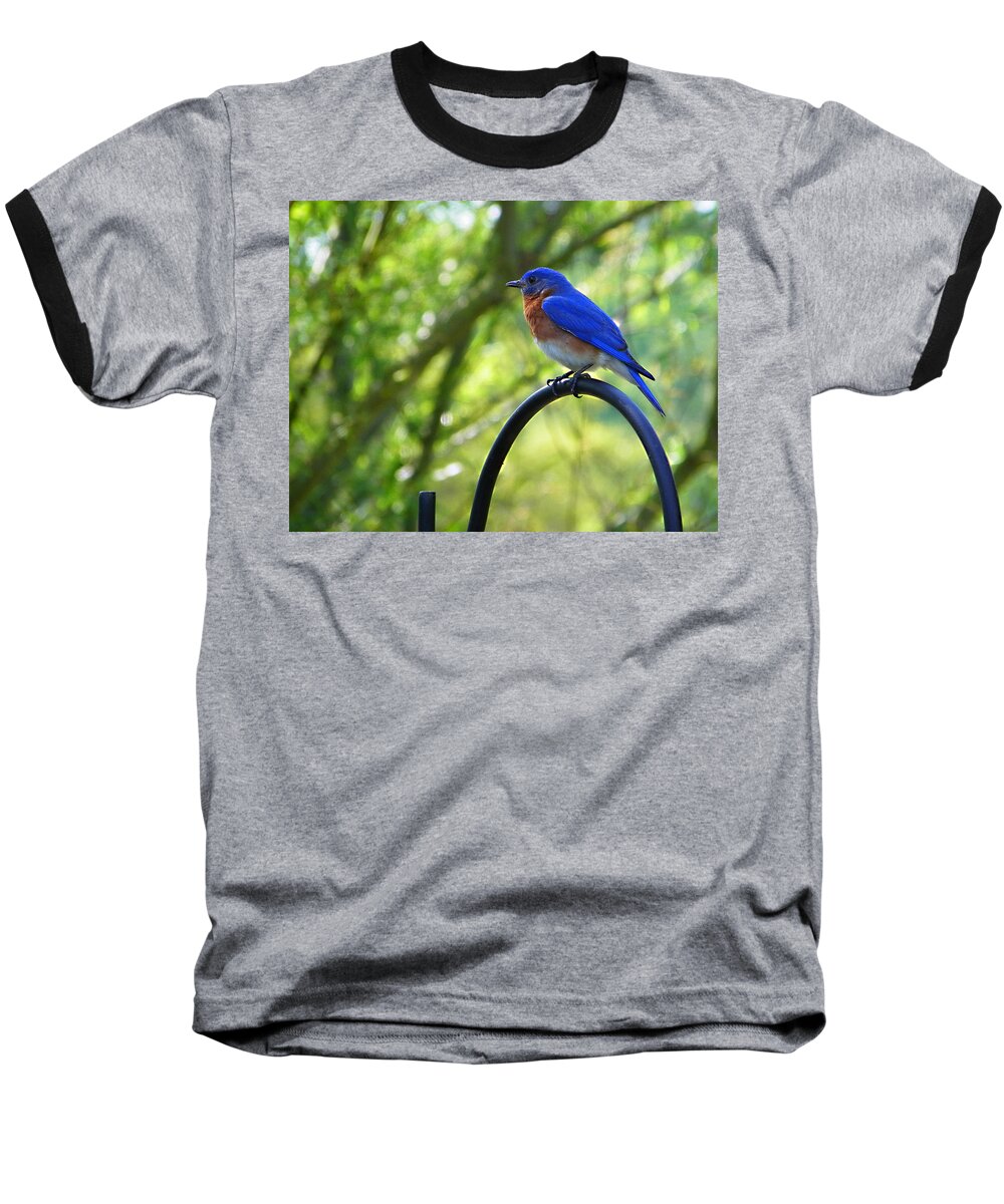 Nature Baseball T-Shirt featuring the photograph Mr Bluebird by Judy Wanamaker