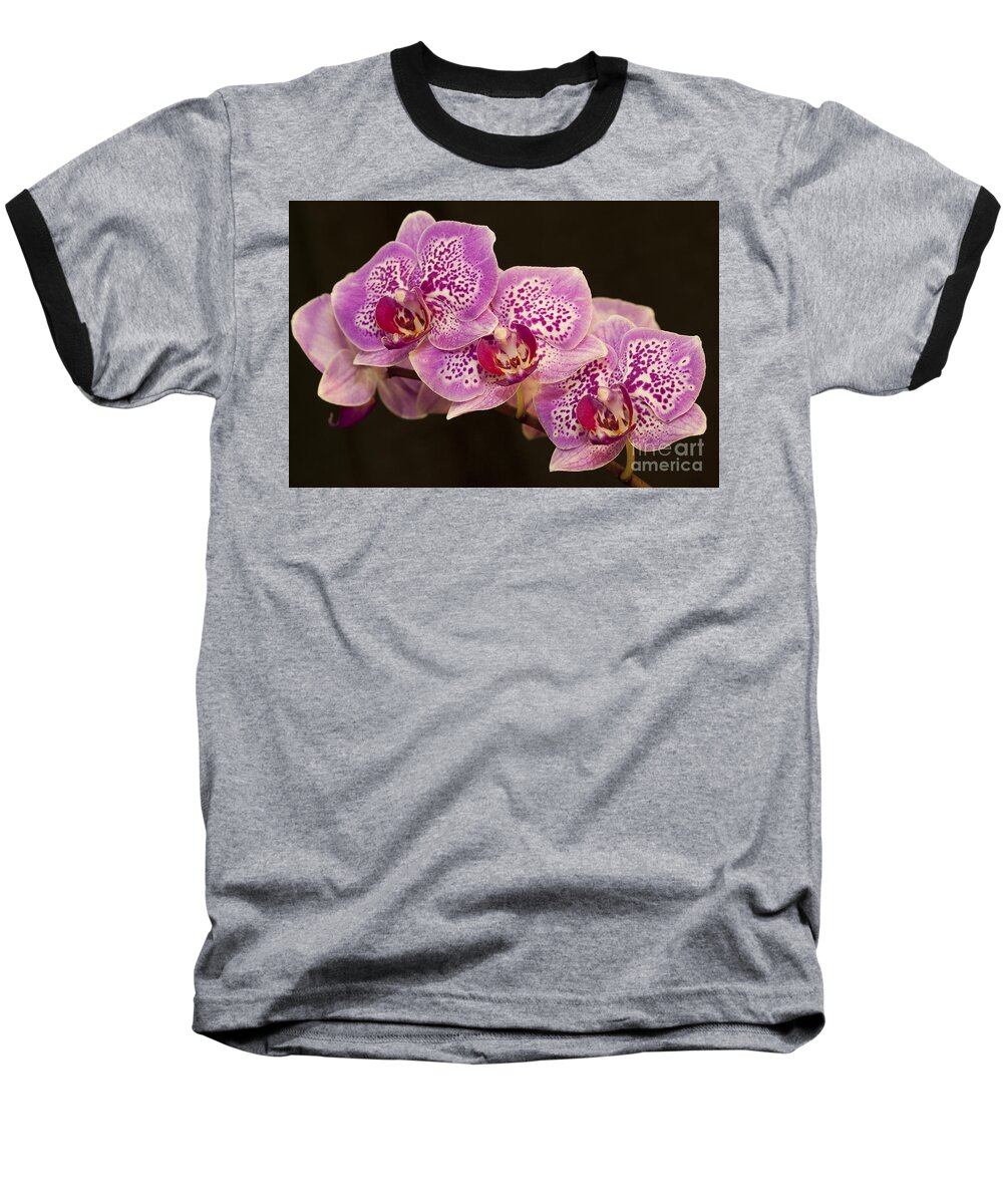 Orchids Baseball T-Shirt featuring the photograph Orchids by Eunice Gibb