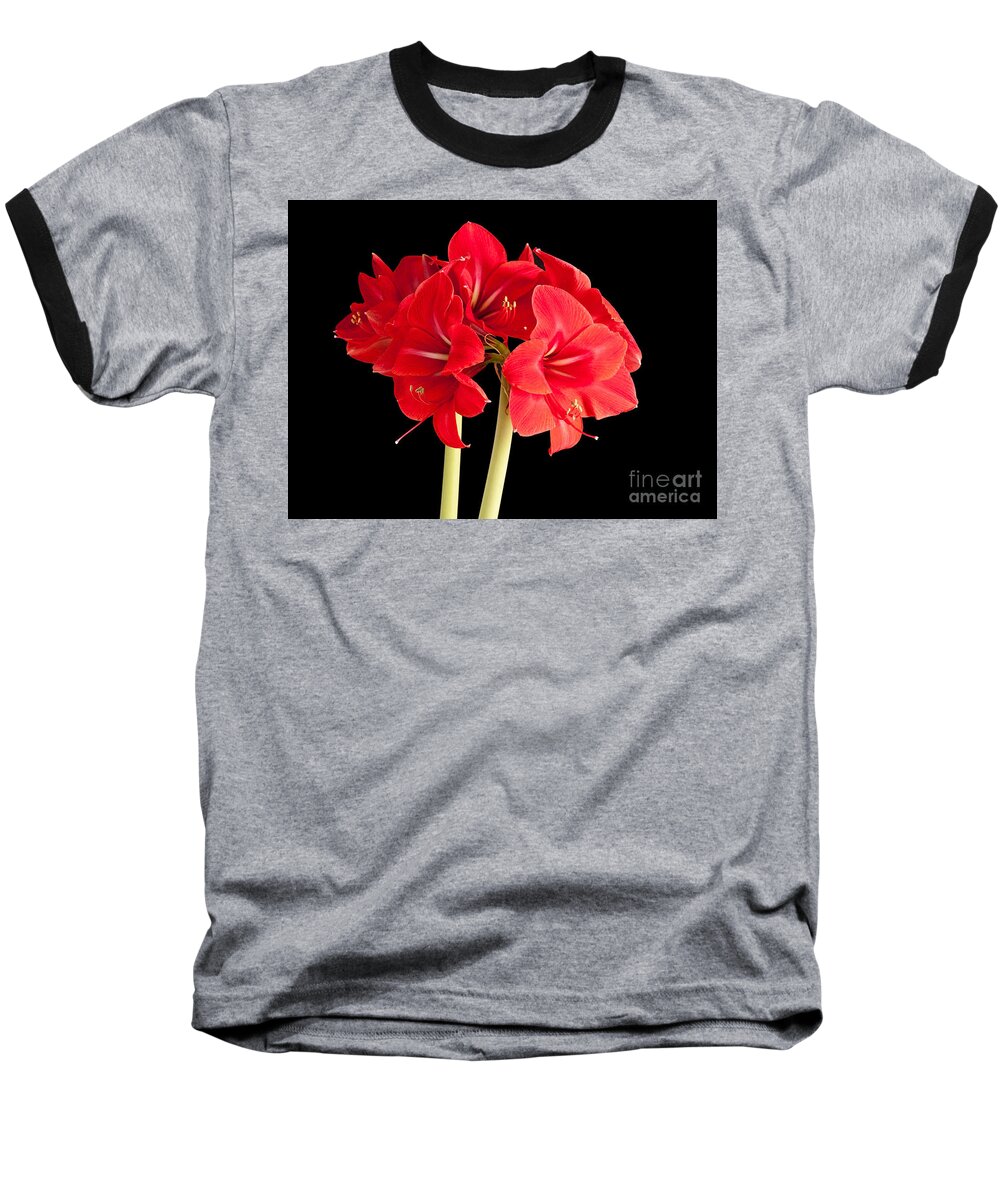 Amaryllis Baseball T-Shirt featuring the photograph Red Amaryliss by Les Palenik