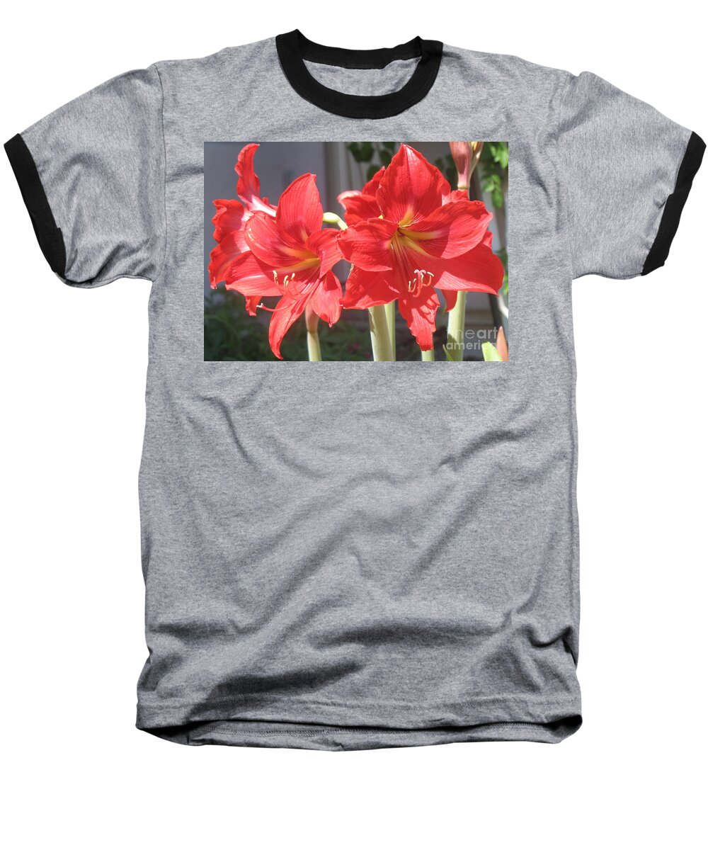 Amaryllis Baseball T-Shirt featuring the photograph Red Amaryllis by Kume Bryant