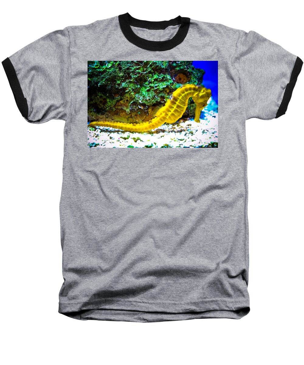 Seahorse Baseball T-Shirt featuring the photograph Yellow Seahorse by Toni Hopper