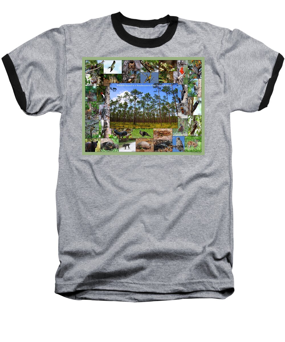 Pine Forest Baseball T-Shirt featuring the photograph Southeastern Pine Forest Wildlife Poster by Barbara Bowen