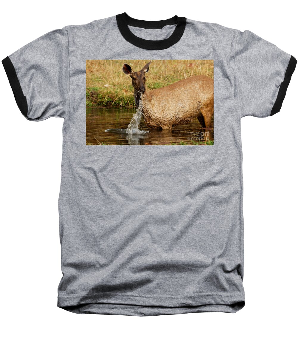 Bandhavgarh Baseball T-Shirt featuring the photograph Startled by Fotosas Photography