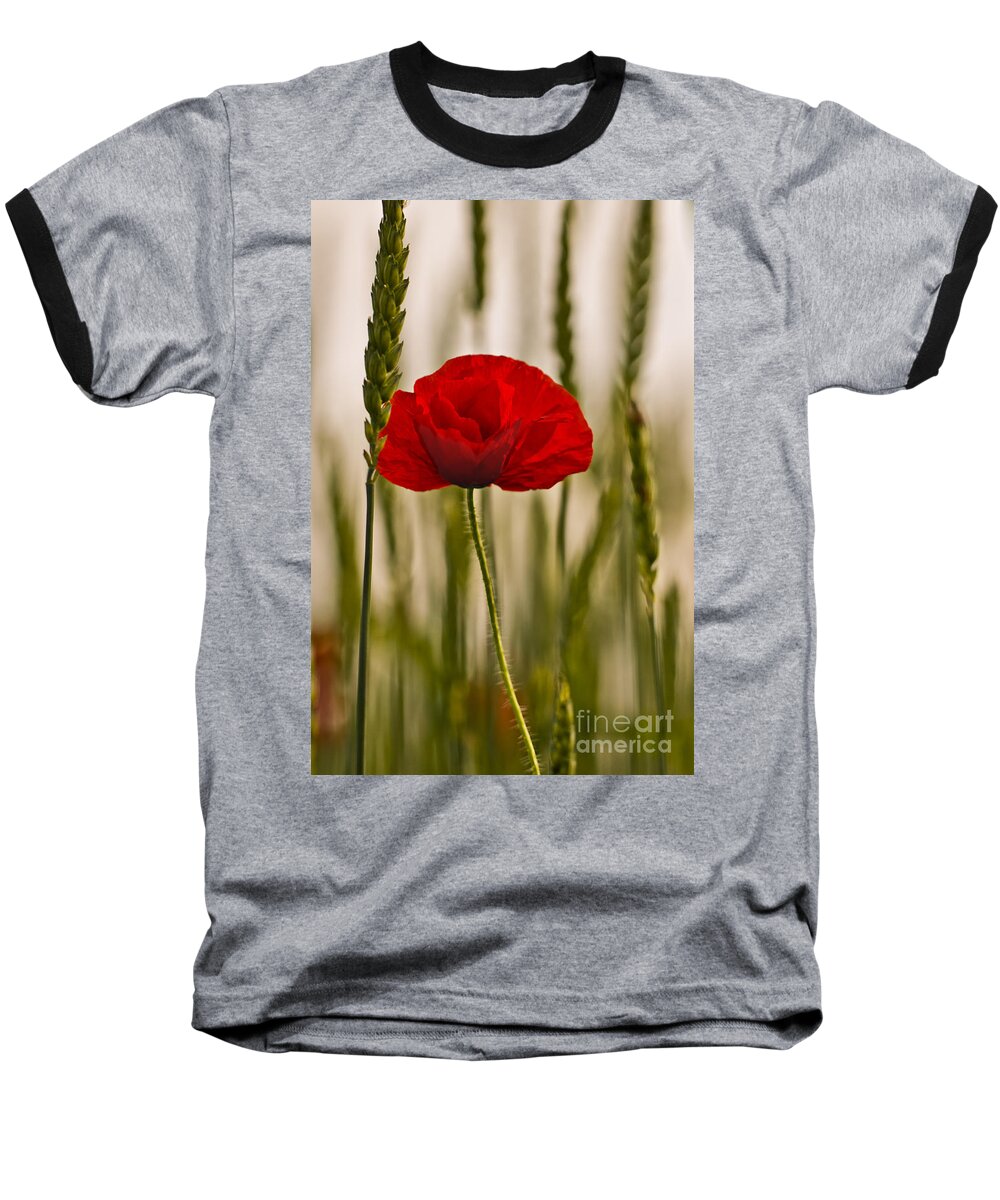 Poppy Baseball T-Shirt featuring the photograph Sunset glow. by Clare Bambers