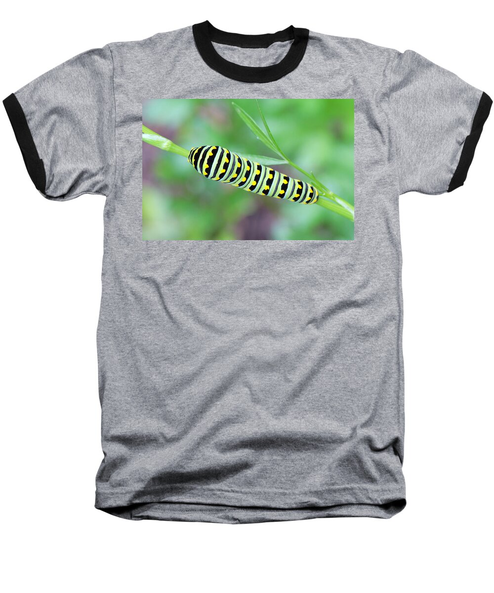 Papilio Polyxenes Baseball T-Shirt featuring the photograph Swallowtail Caterpillar On Parsley by Daniel Reed