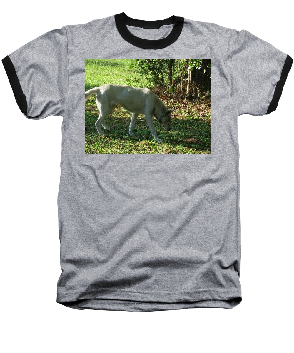 Wolf Baseball T-Shirt featuring the photograph The Tracker by Maria Urso