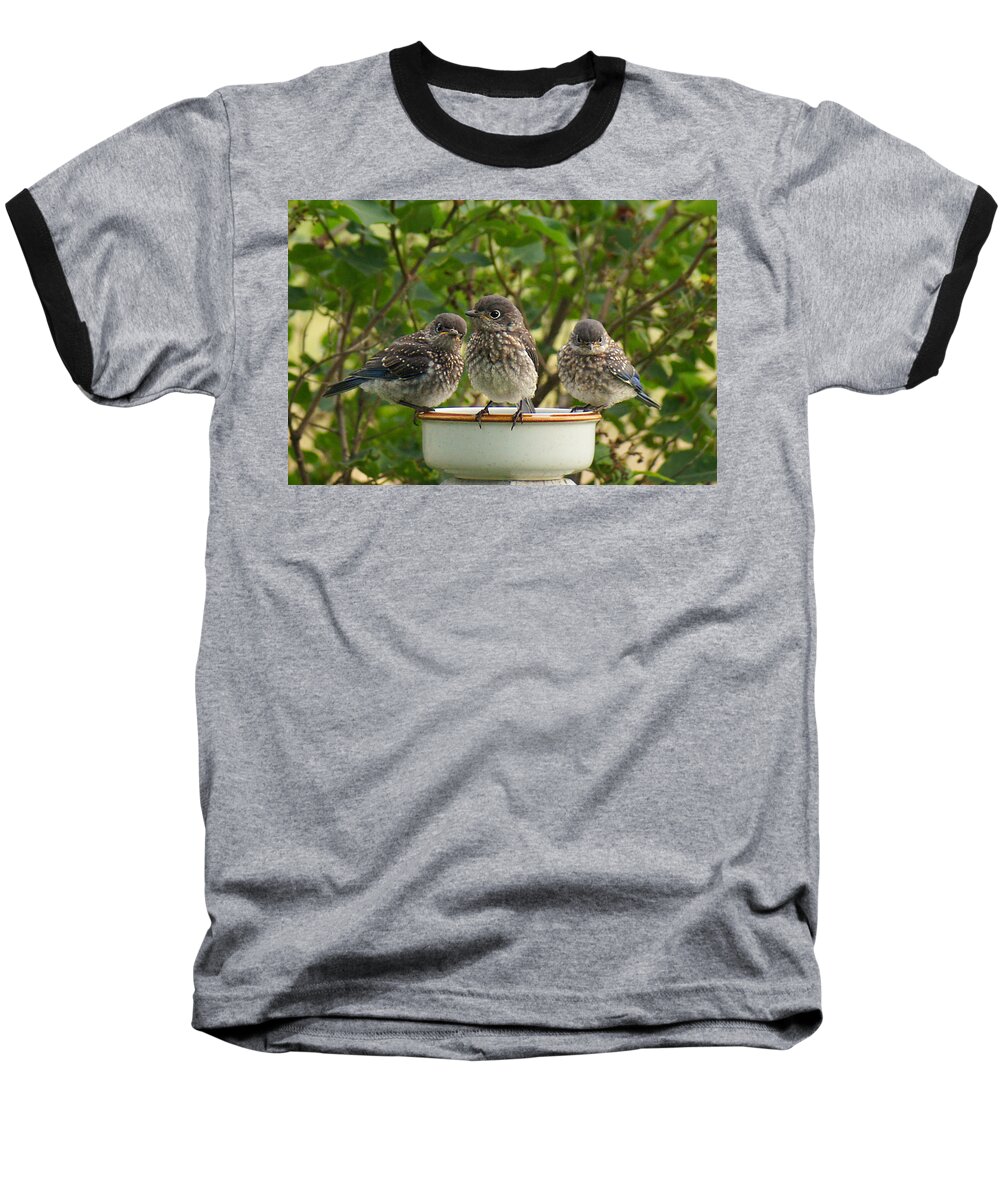 Eastern Bluebirds Baseball T-Shirt featuring the photograph Trouble Times Three by Bill Pevlor