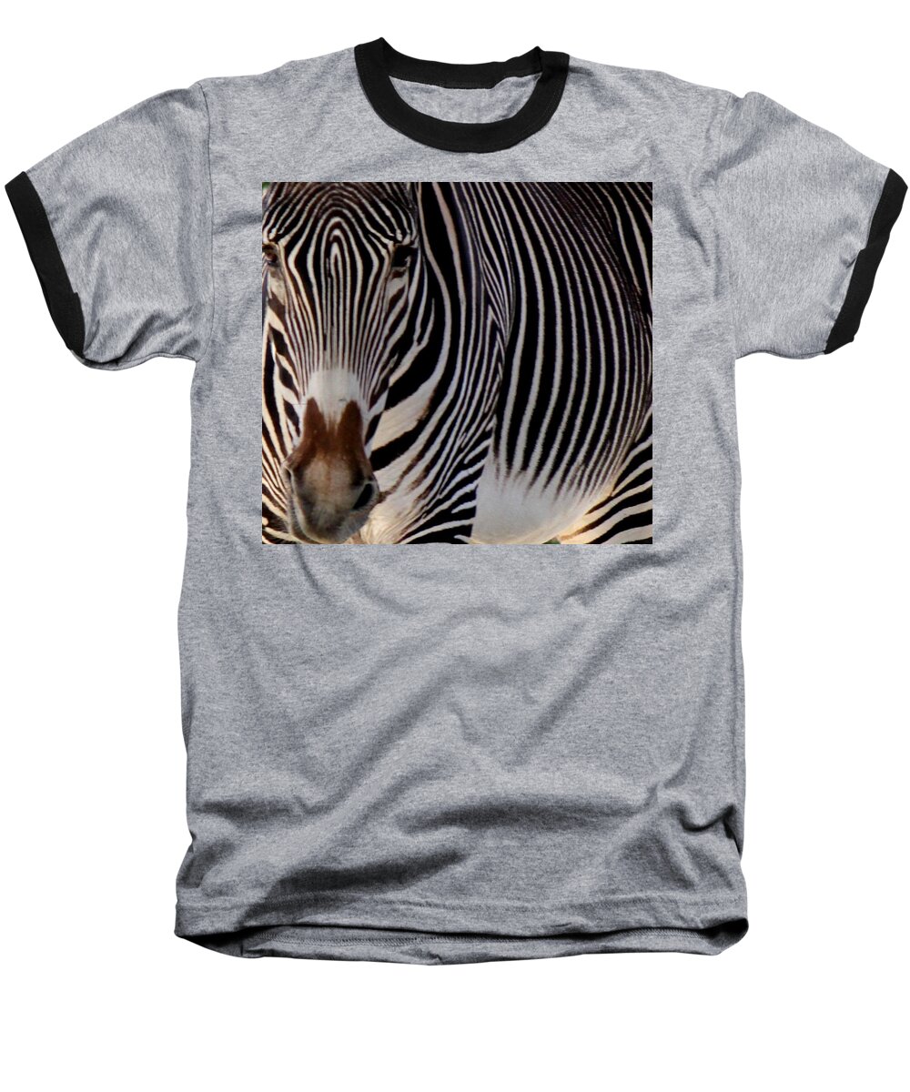Zebra Baseball T-Shirt featuring the photograph Up Close and Personal by Leigh Meredith