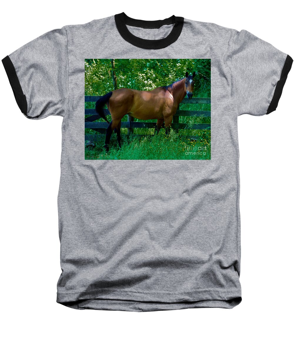 Horse Baseball T-Shirt featuring the photograph Who you looking at by Mark Dodd
