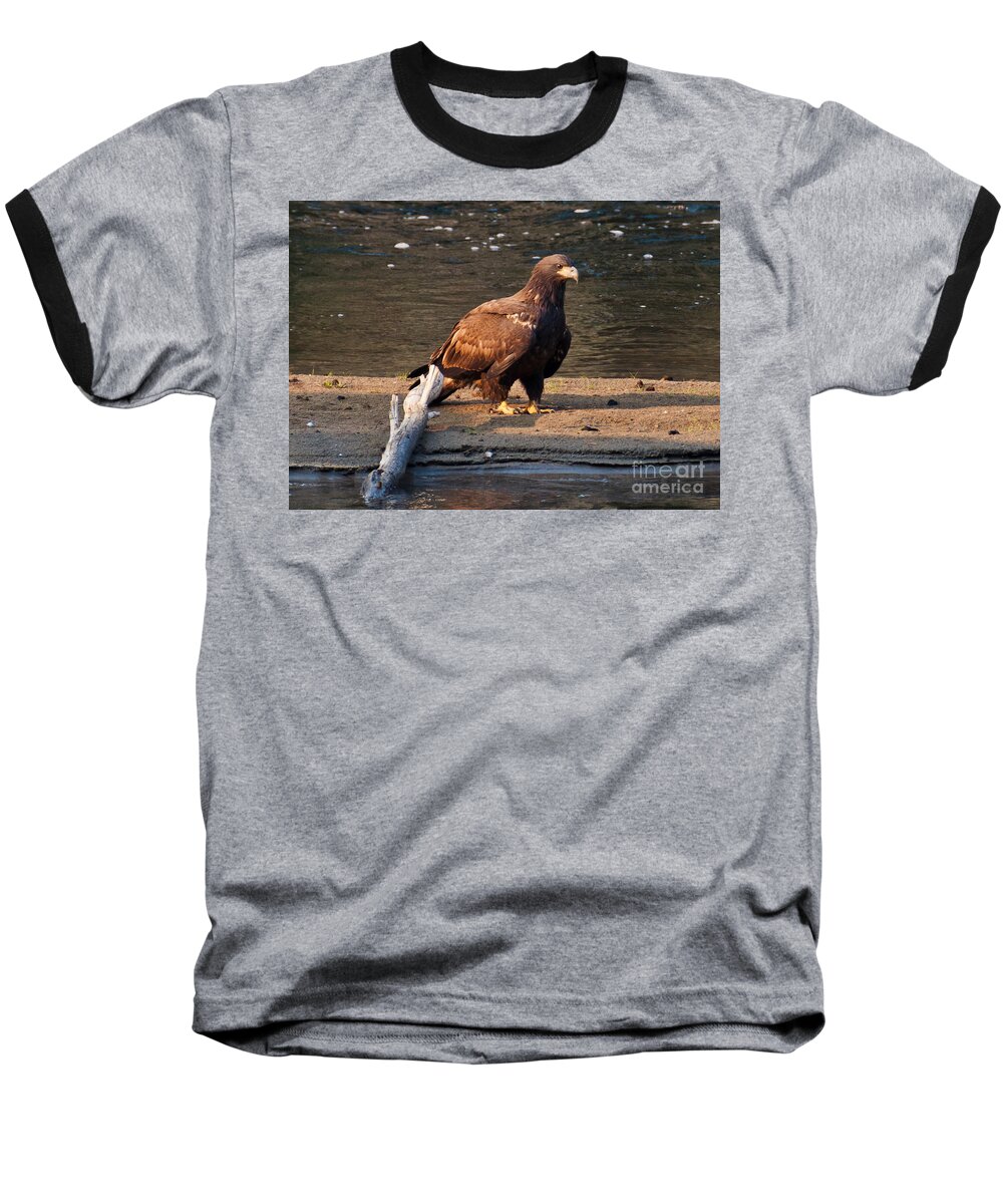 Eagle Baseball T-Shirt featuring the photograph Young and Proud by Cheryl Baxter