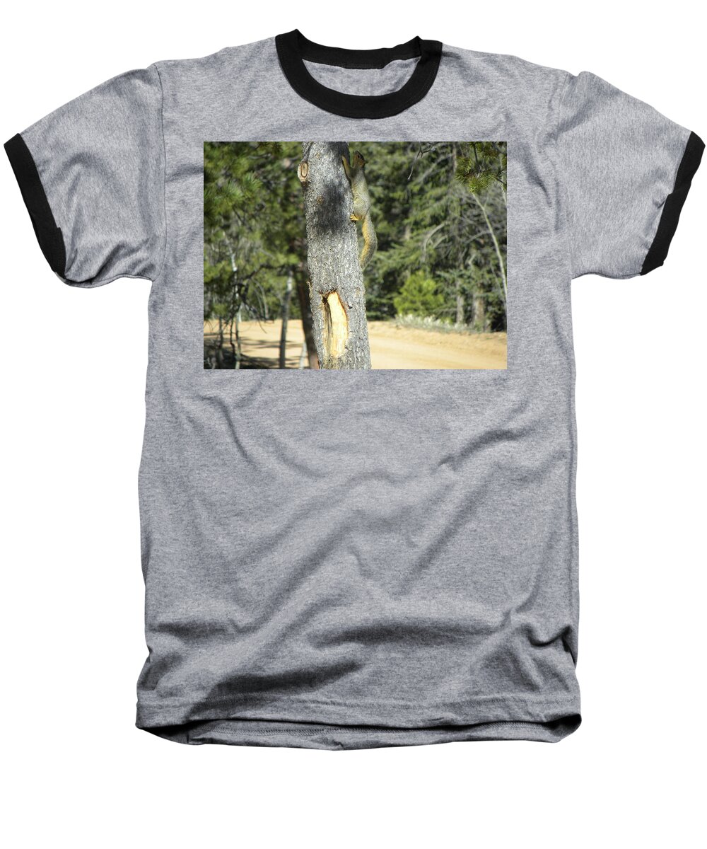 Tree Baseball T-Shirt featuring the photograph Squirrel Home Divide CO by Margarethe Binkley