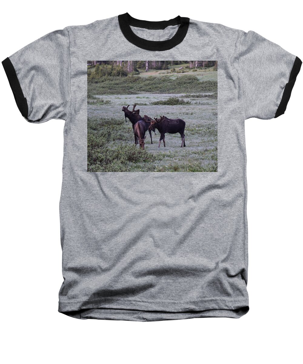 Moose Baseball T-Shirt featuring the photograph Moose Cameron Pass CO #1 by Margarethe Binkley