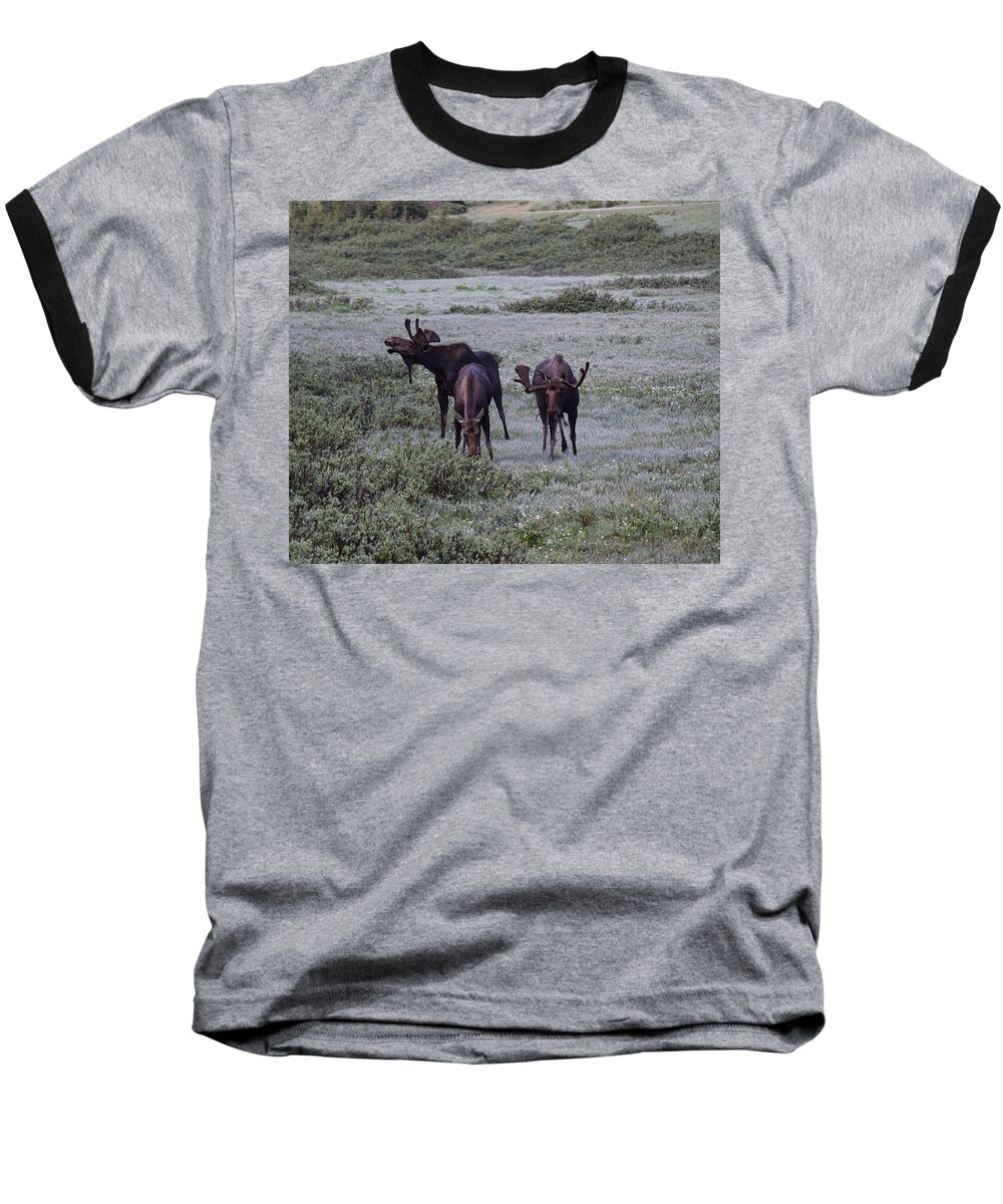 Moose Baseball T-Shirt featuring the photograph Moose Cameron Pass CO by Margarethe Binkley