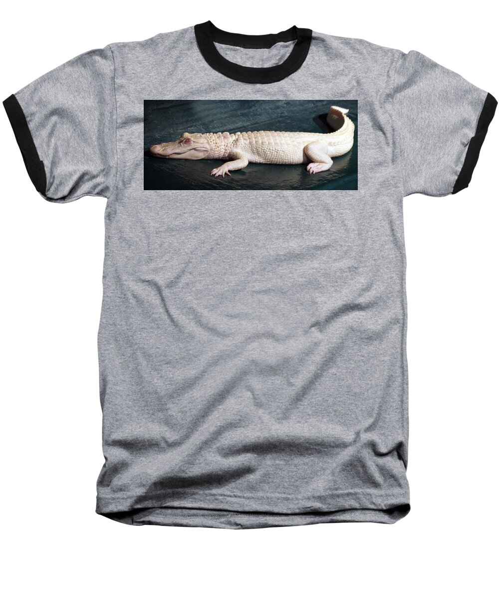 Alligator Baseball T-Shirt featuring the photograph Albino Alligator #1 by Bob Johnson