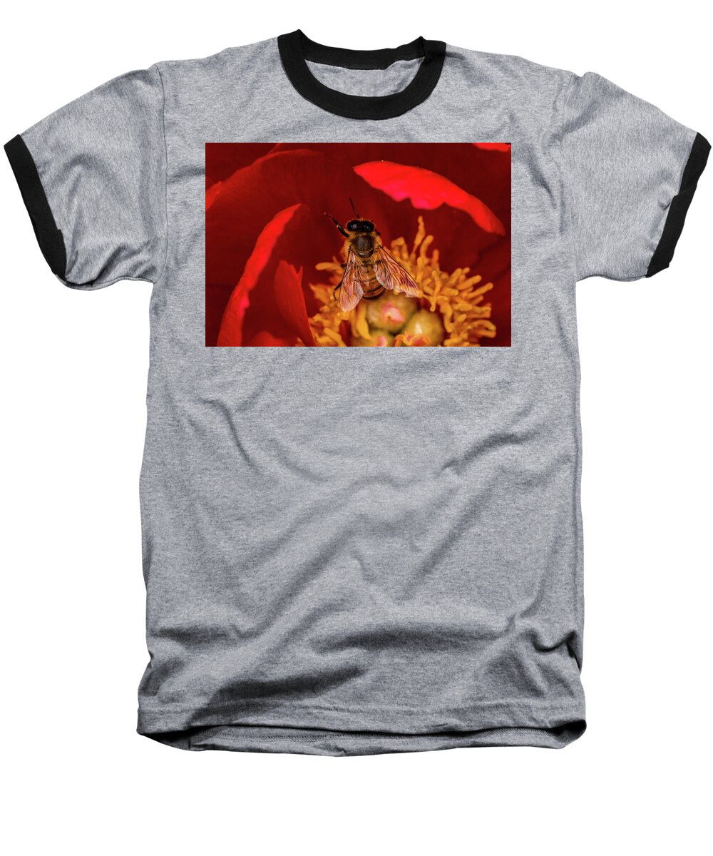 Jay Stockhaus Baseball T-Shirt featuring the photograph Bee #1 by Jay Stockhaus