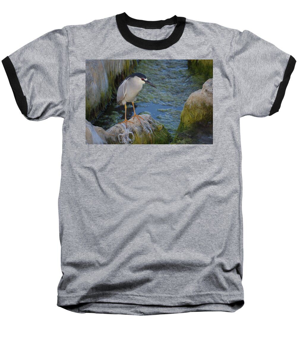 Anglesea Baseball T-Shirt featuring the photograph Black Crowned Night Heron #1 by Greg Graham