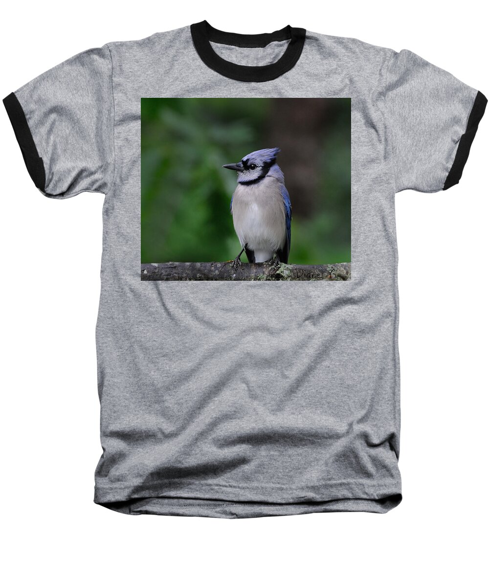 Blue Jay Baseball T-Shirt featuring the photograph Blue Jay #1 by Diane Giurco