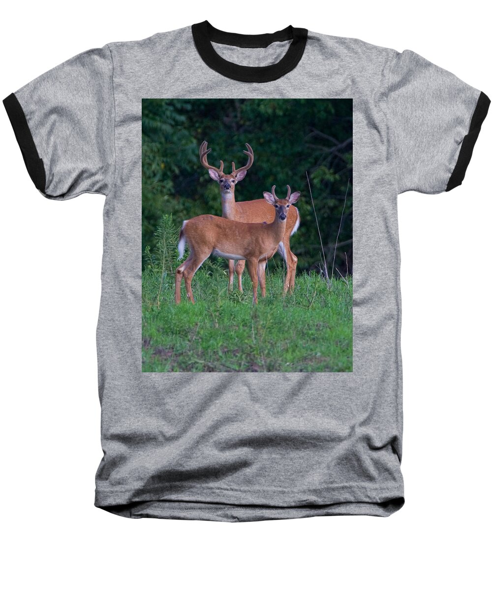 Deer Baseball T-Shirt featuring the photograph Buck Father and Son #1 by William Jobes