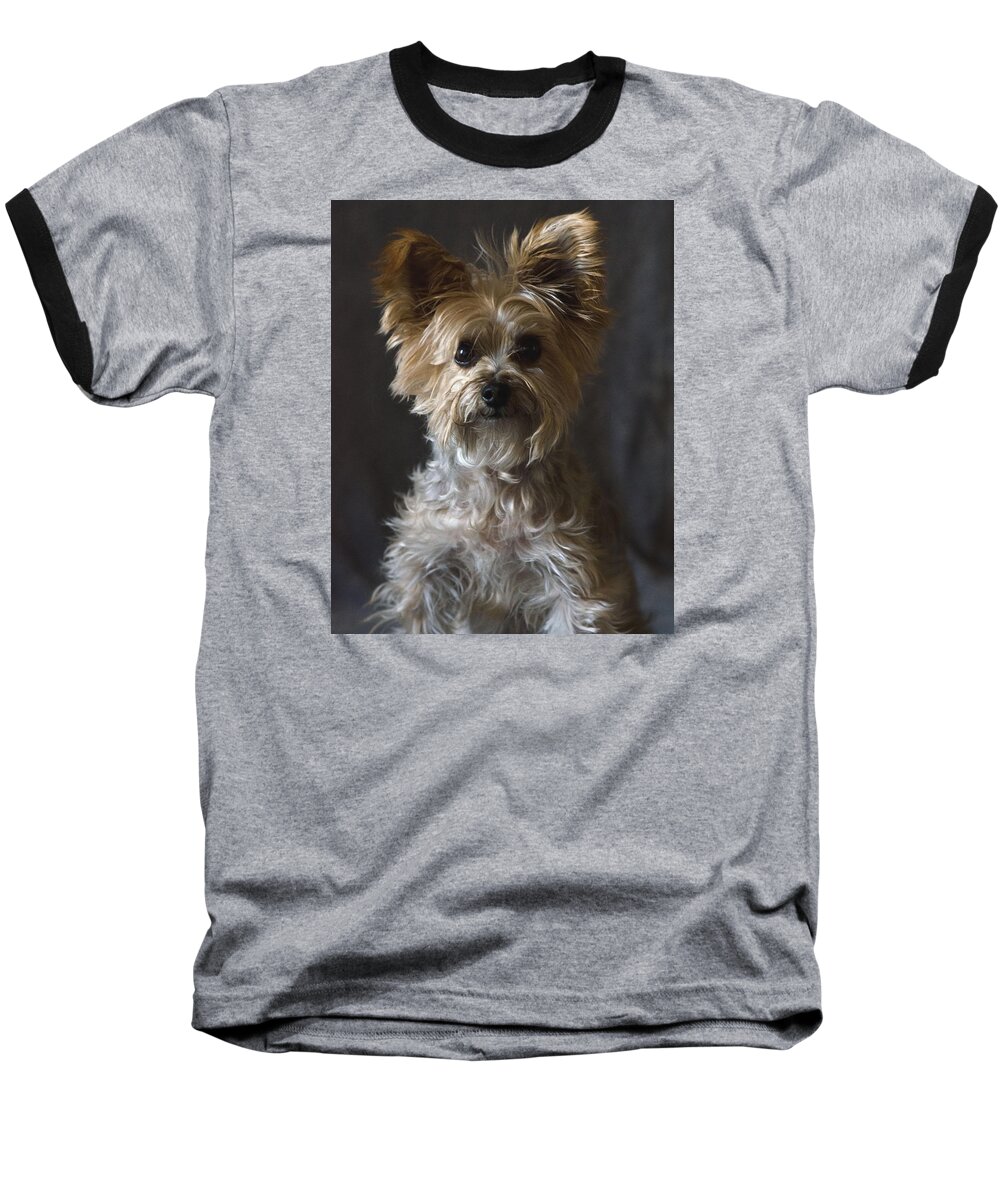 Yorkie Terrier Photography Baseball T-Shirt featuring the photograph Buster #1 by Irina ArchAngelSkaya