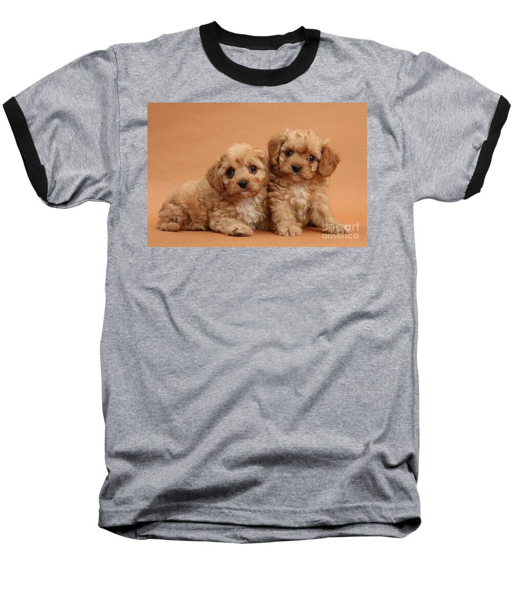 Animal Baseball T-Shirt featuring the photograph Cavapoo Pups #1 by Mark Taylor