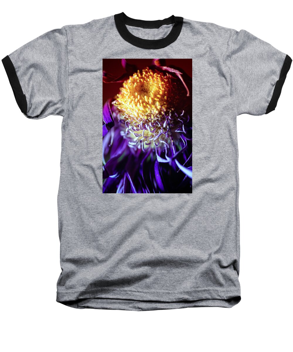 Chrysanthemum Baseball T-Shirt featuring the photograph Dying Purple Chrysanthemum Flower Background #1 by John Williams