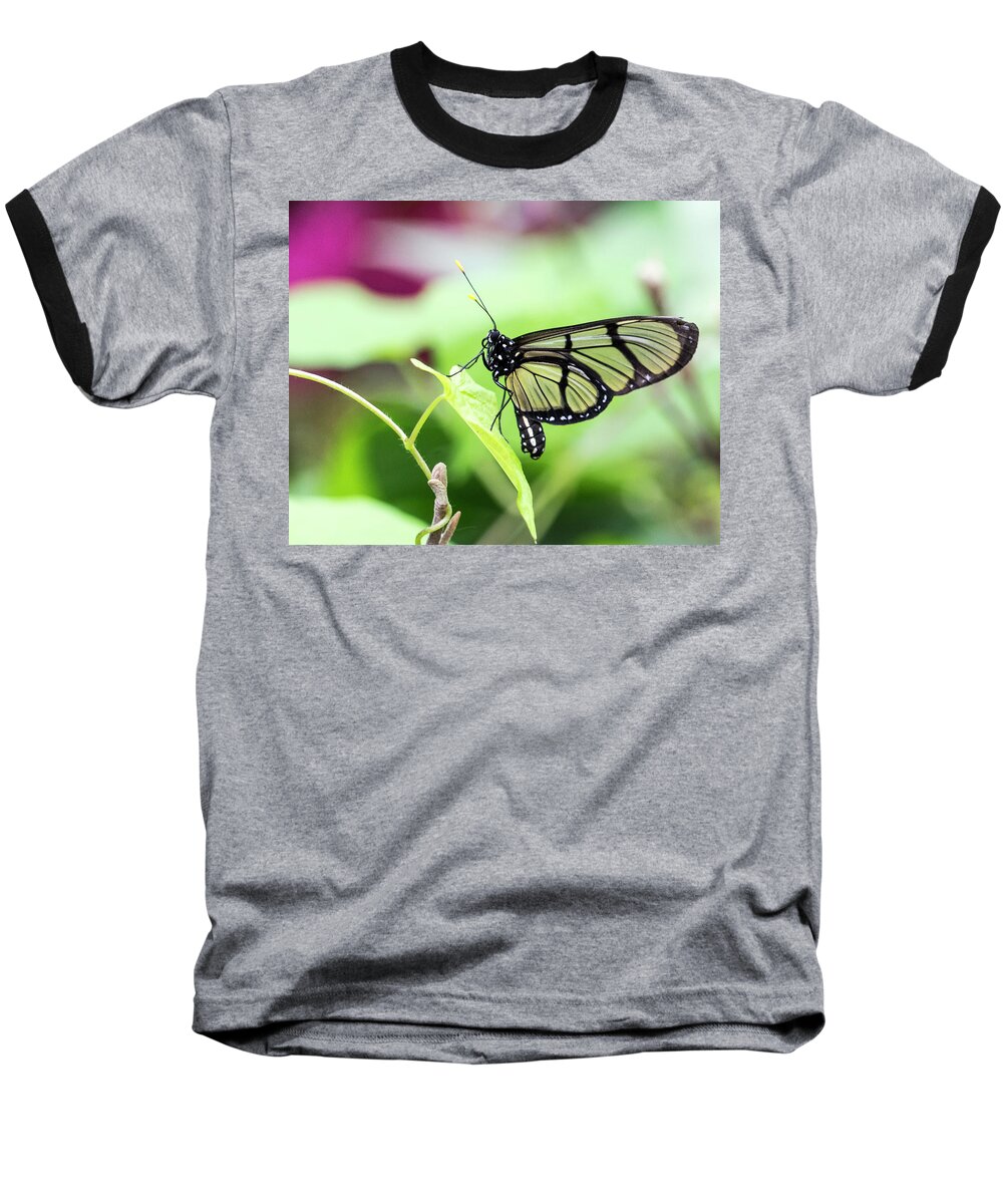 Butterfly Baseball T-Shirt featuring the photograph Glass Wing Butterfly #1 by Cathy Donohoue