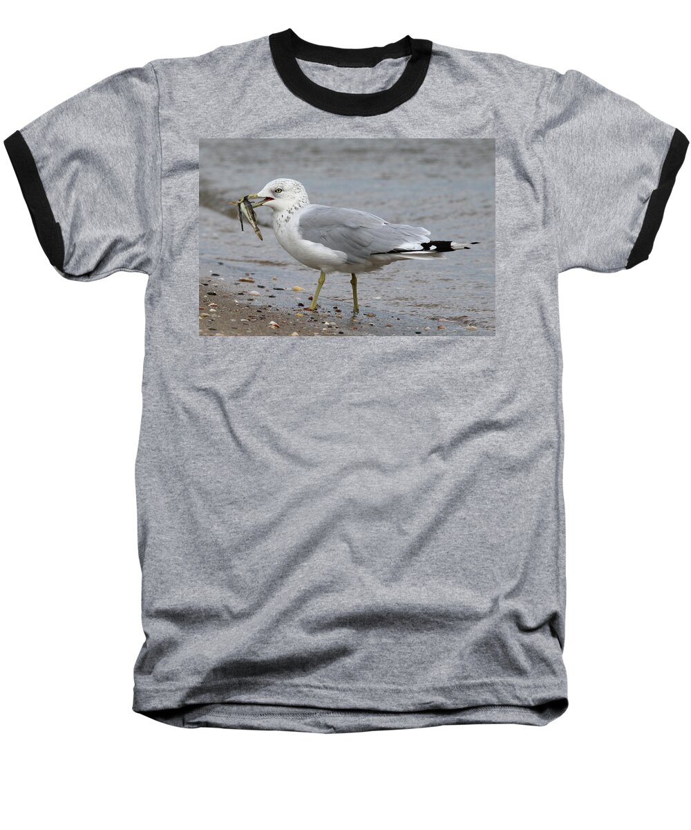 Herring Gull Baseball T-Shirt featuring the photograph Herring Gull Port Jefferson New York #1 by Bob Savage