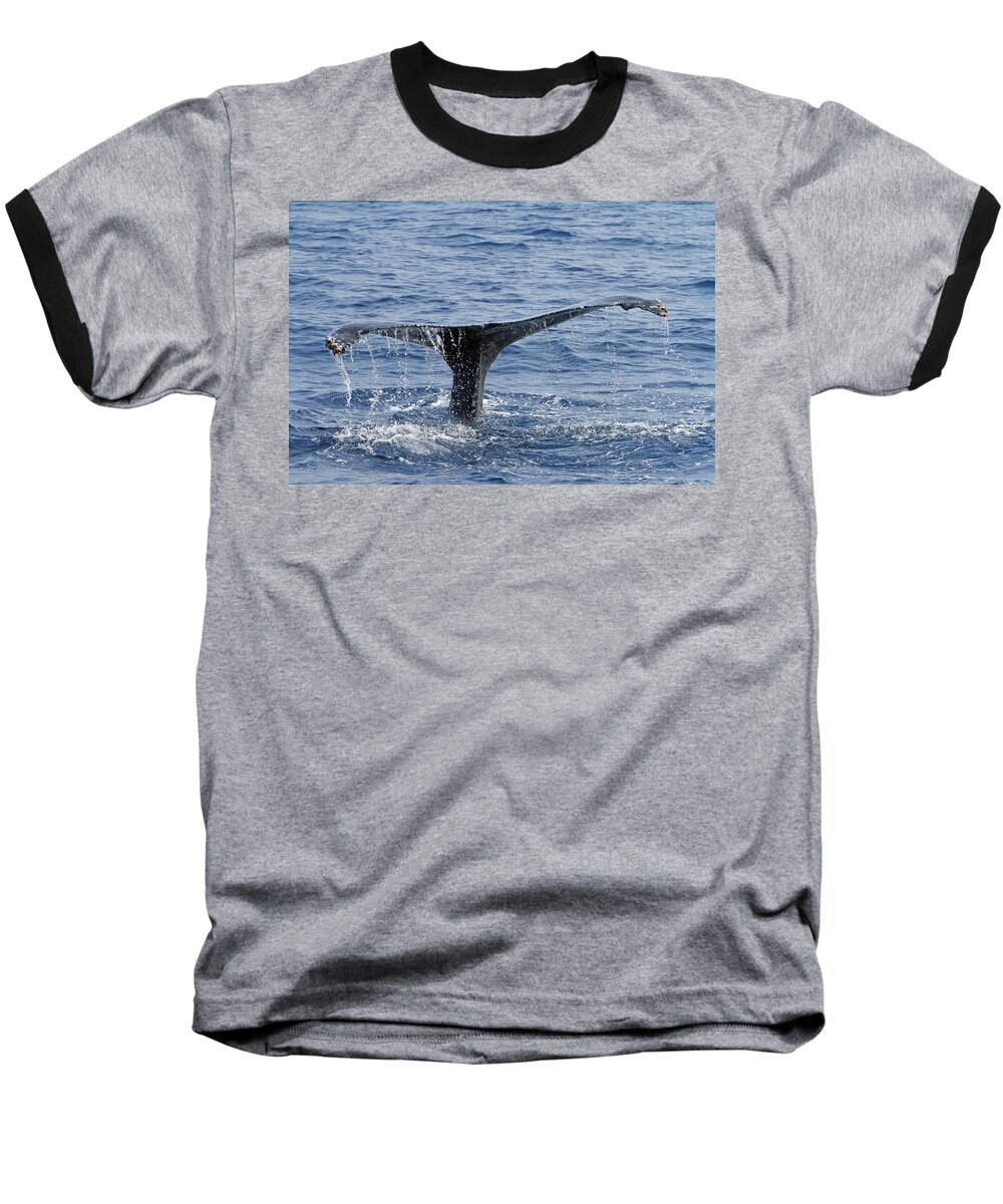 Humpback Whale Baseball T-Shirt featuring the photograph Humpback fluke #2 by Shoal Hollingsworth