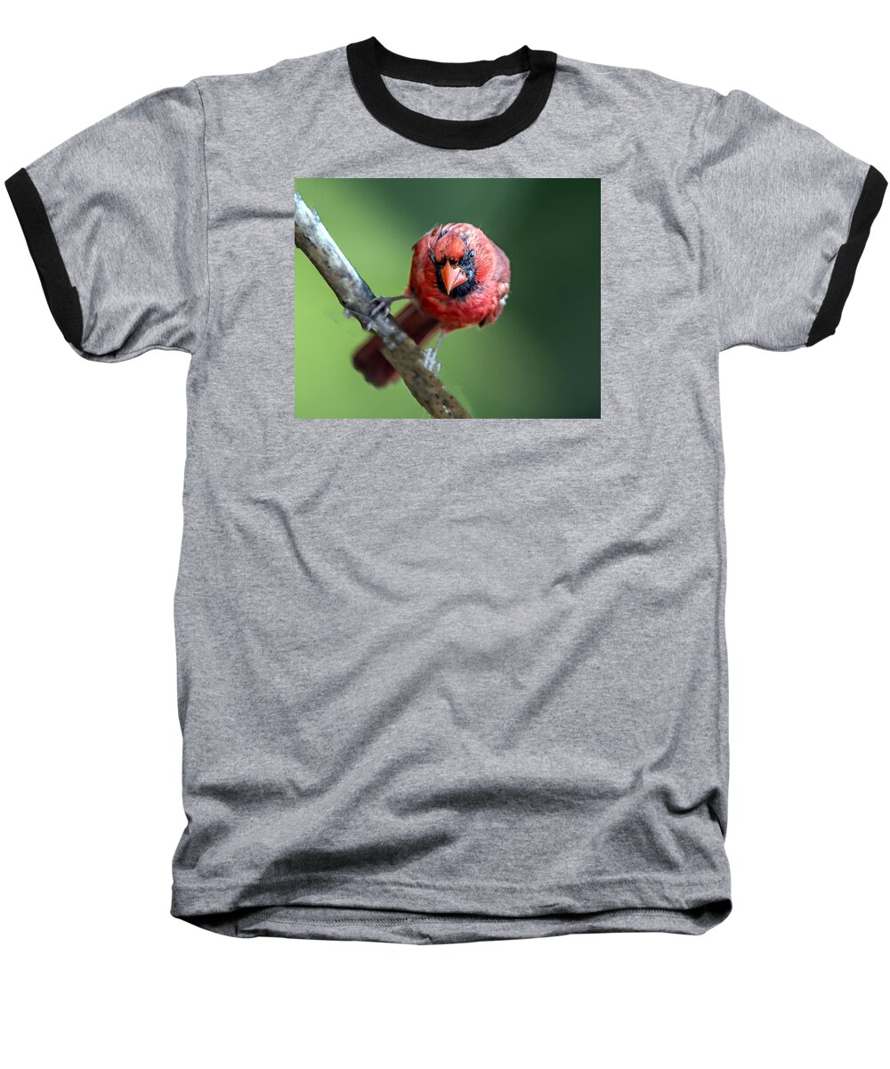 Fauna Baseball T-Shirt featuring the photograph Male Cardinal Portrait #1 by William Bitman