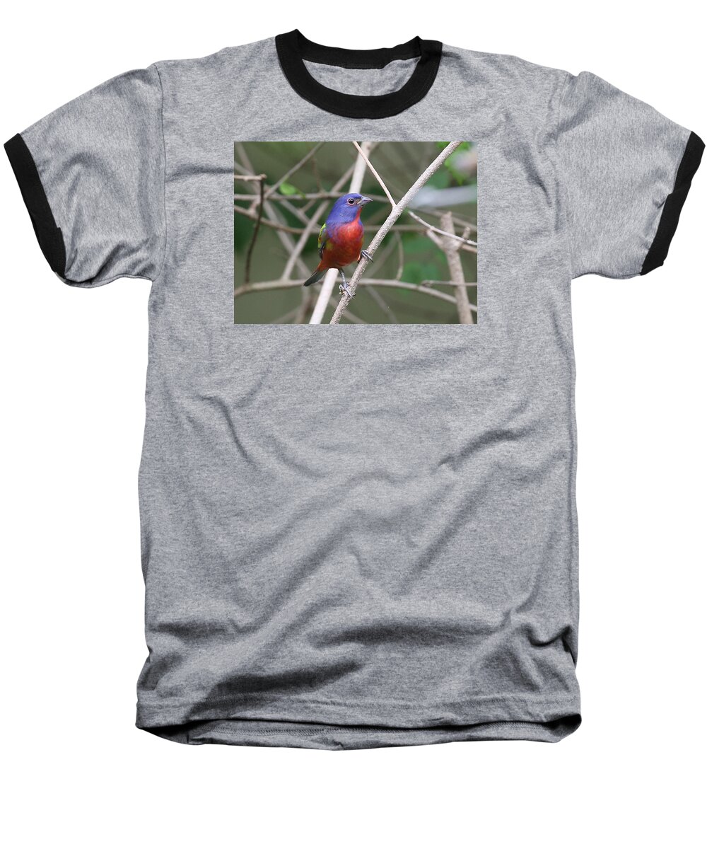 Painted Bunting Baseball T-Shirt featuring the photograph Painted Bunting #1 by Dart Humeston