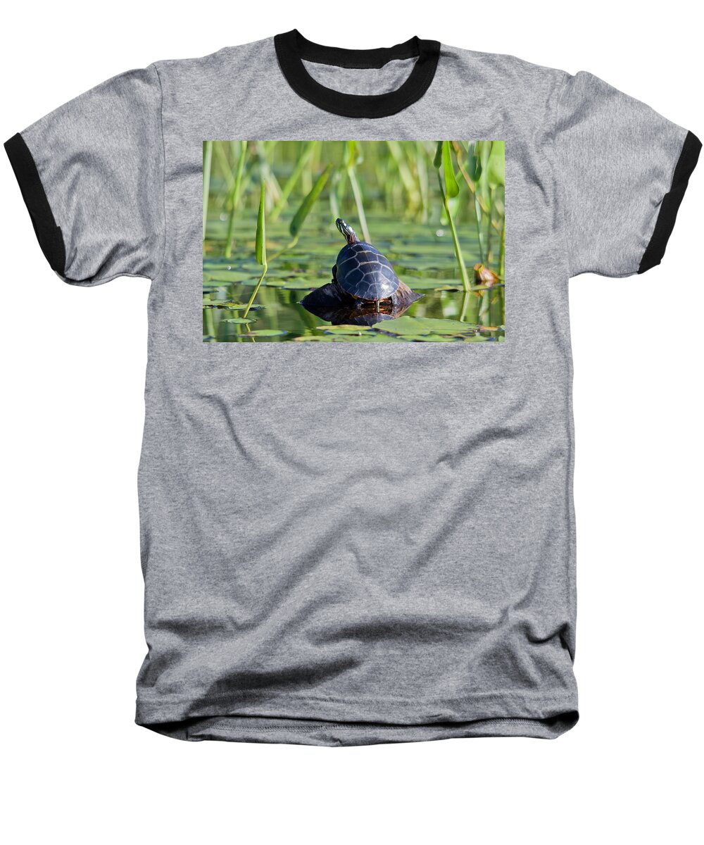 Turtle Baseball T-Shirt featuring the photograph Painted Turtle #1 by Benjamin Dahl