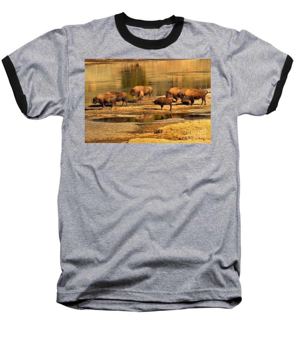 Bison Baseball T-Shirt featuring the photograph Gathering To Cross The Yellowstone River by Adam Jewell