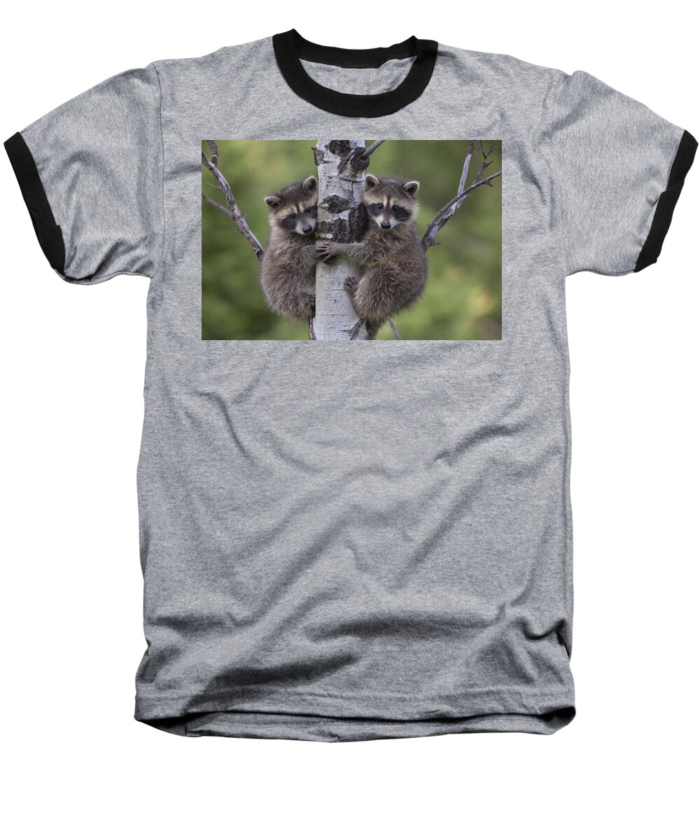00176520 Baseball T-Shirt featuring the photograph Raccoon Two Babies Climbing Tree by Tim Fitzharris