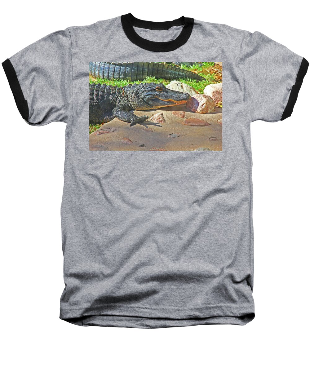 Richly Hued Colorado Gator On The Rocks Baseball T-Shirt featuring the photograph Richly Hued Colorado Gator on the Rocks 2 10282017 #2 by David Frederick