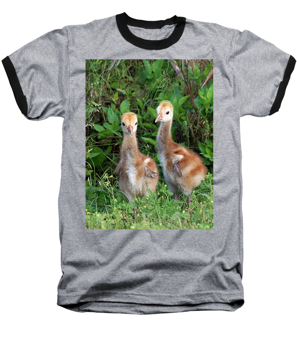 Animals Baseball T-Shirt featuring the photograph Sandhill Crane Chicks #1 by Christopher Mercer
