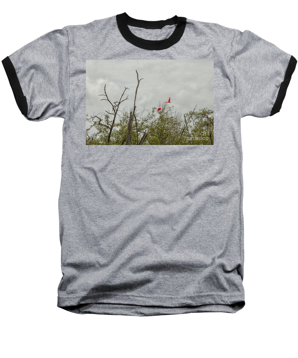 Birds Baseball T-Shirt featuring the photograph Scarlet Ibis by Patricia Hofmeester