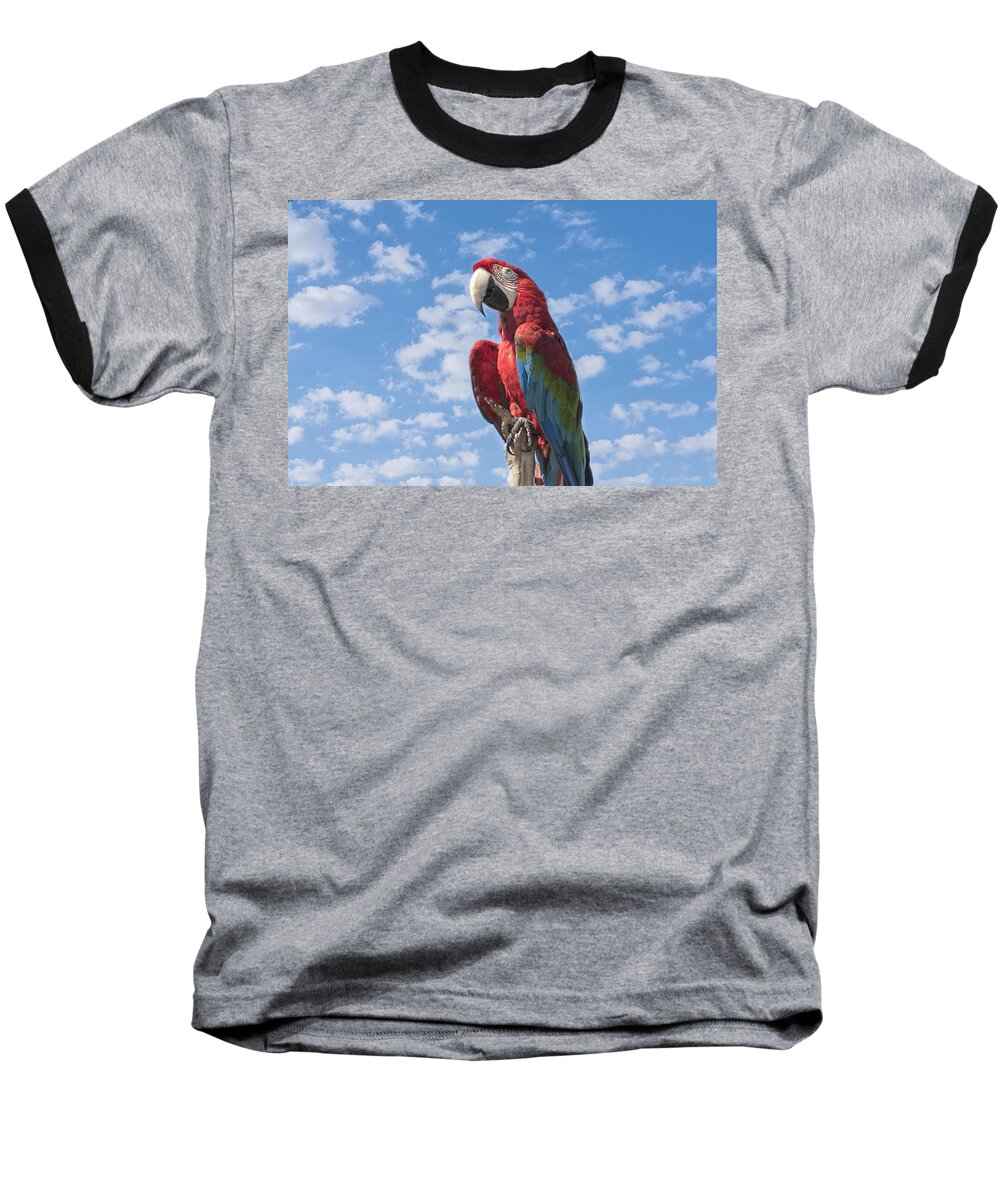 Macaw Baseball T-Shirt featuring the photograph Scarlet Macaw #2 by Kim Hojnacki