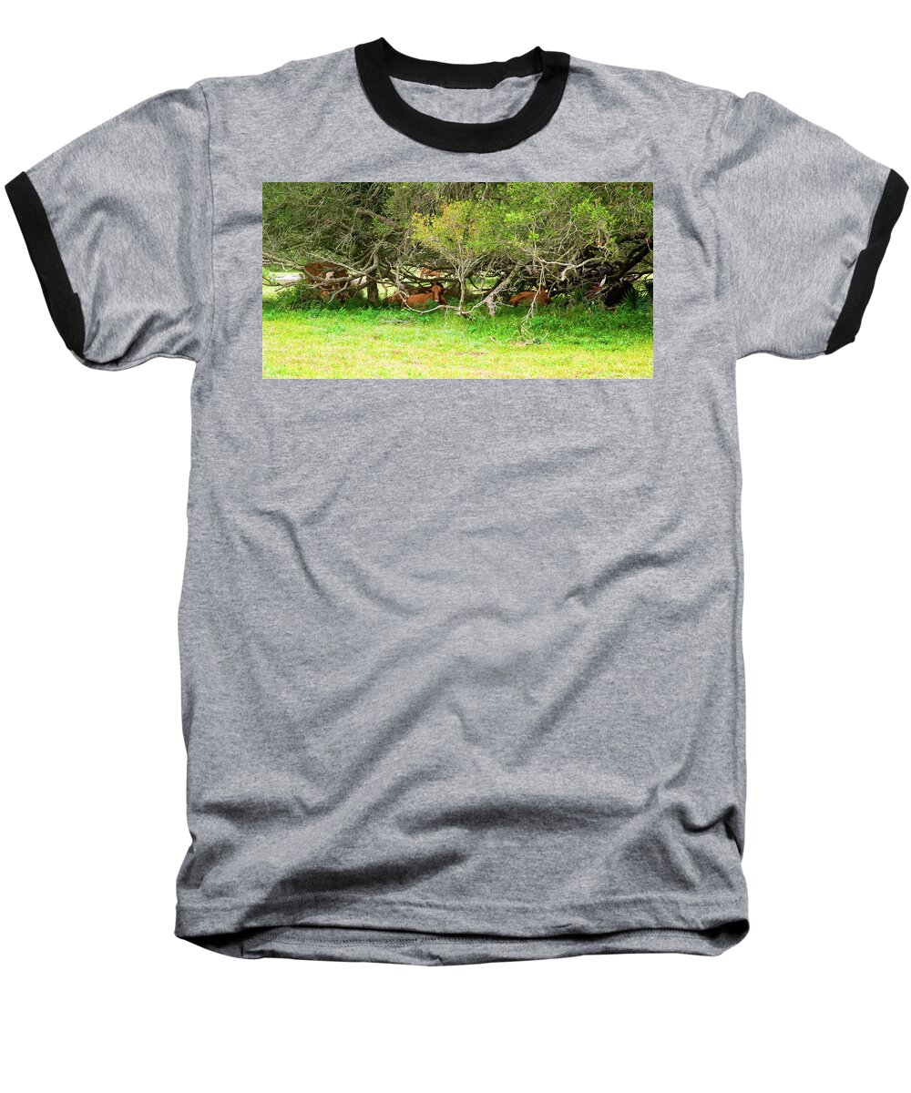 Cows Baseball T-Shirt featuring the photograph Shelter from the Sun #1 by Judy Wright Lott