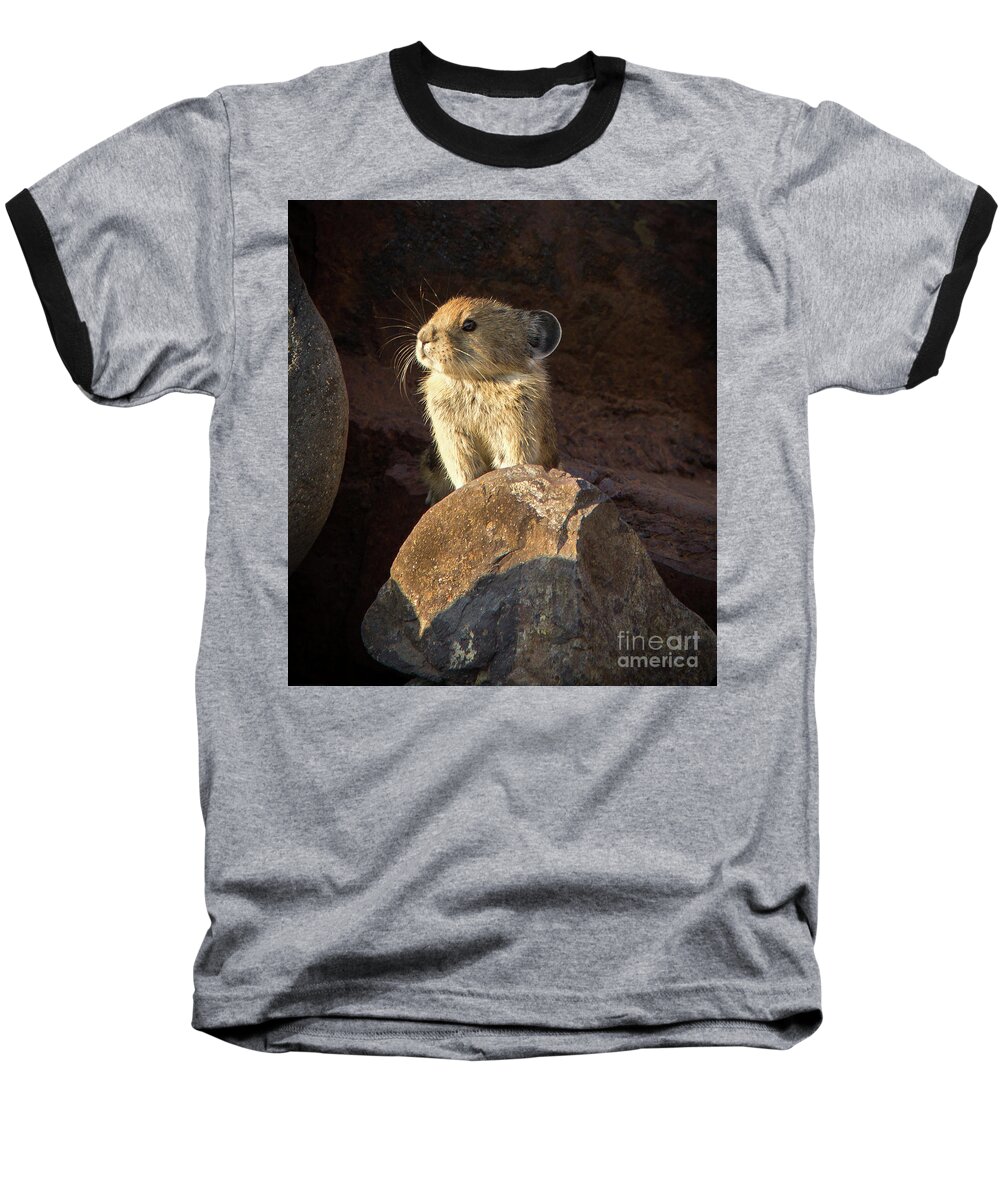 2016 Baseball T-Shirt featuring the photograph The Coast is Clear Wildlife Photography by Kaylyn Franks #1 by Kaylyn Franks