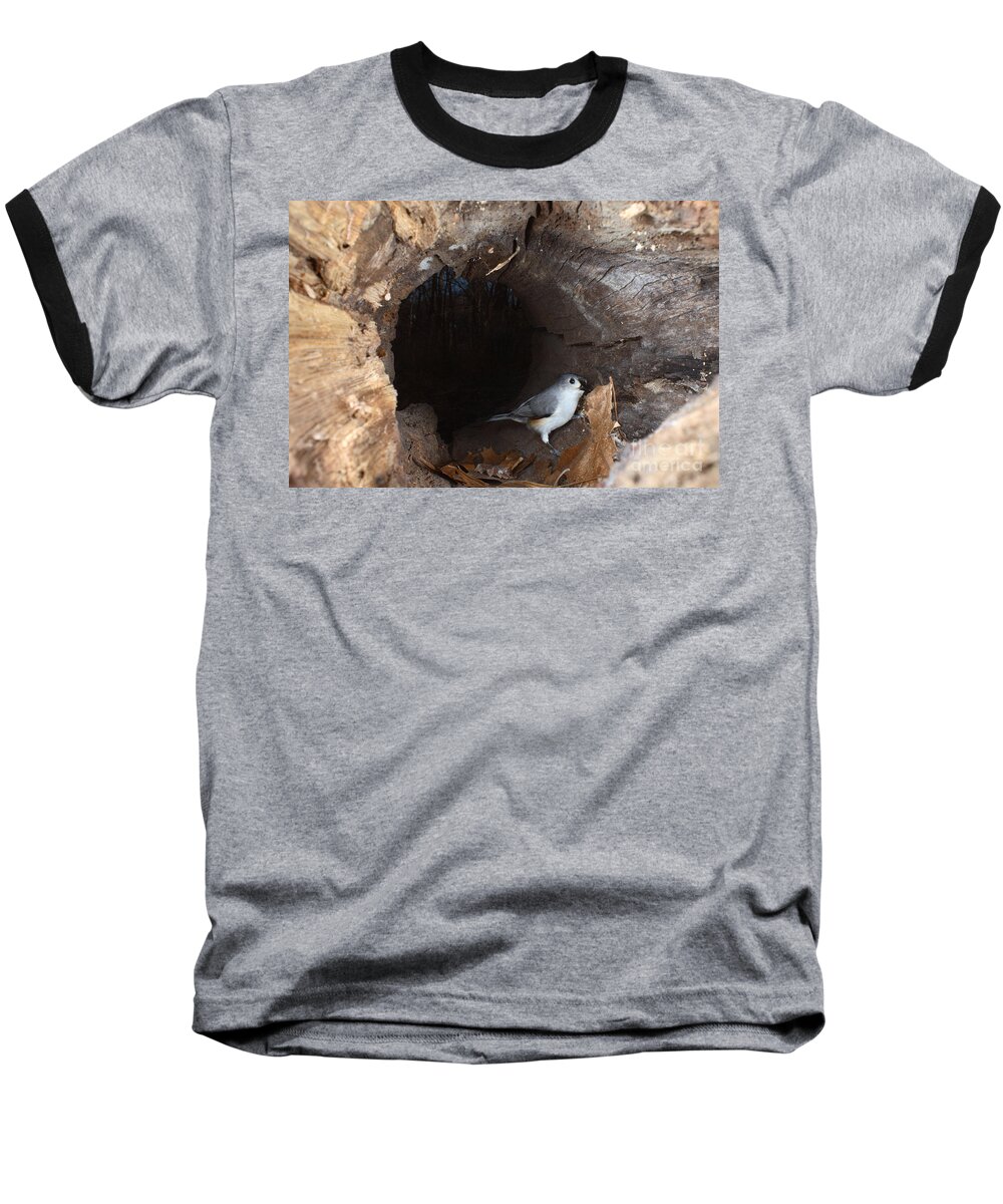 Tufted Titmouse Baseball T-Shirt featuring the photograph Tufted Titmouse In A Log #1 by Ted Kinsman